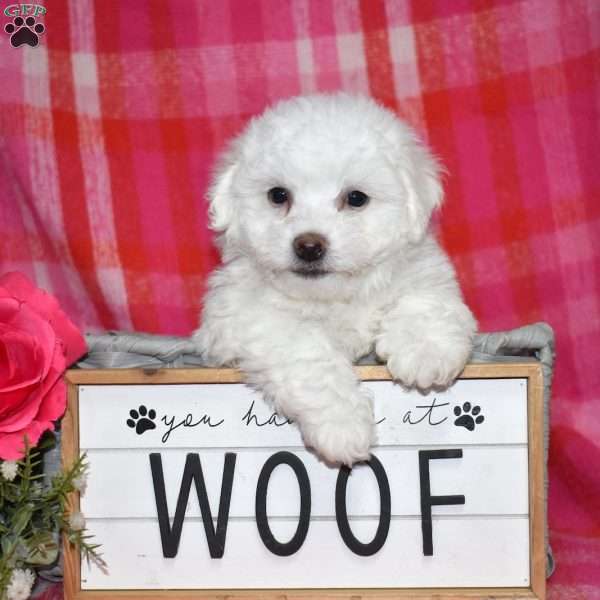 Winston (Tiny), Bichon Frise Puppy